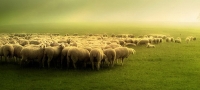 El ciclo de las ovejas